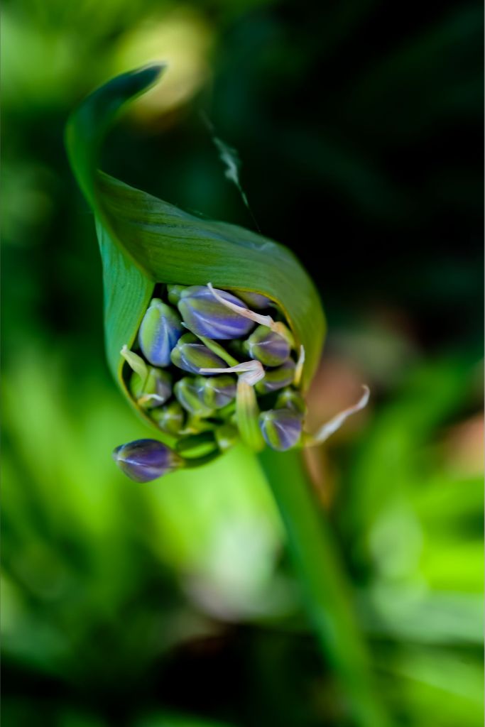 Lilly of the Nile