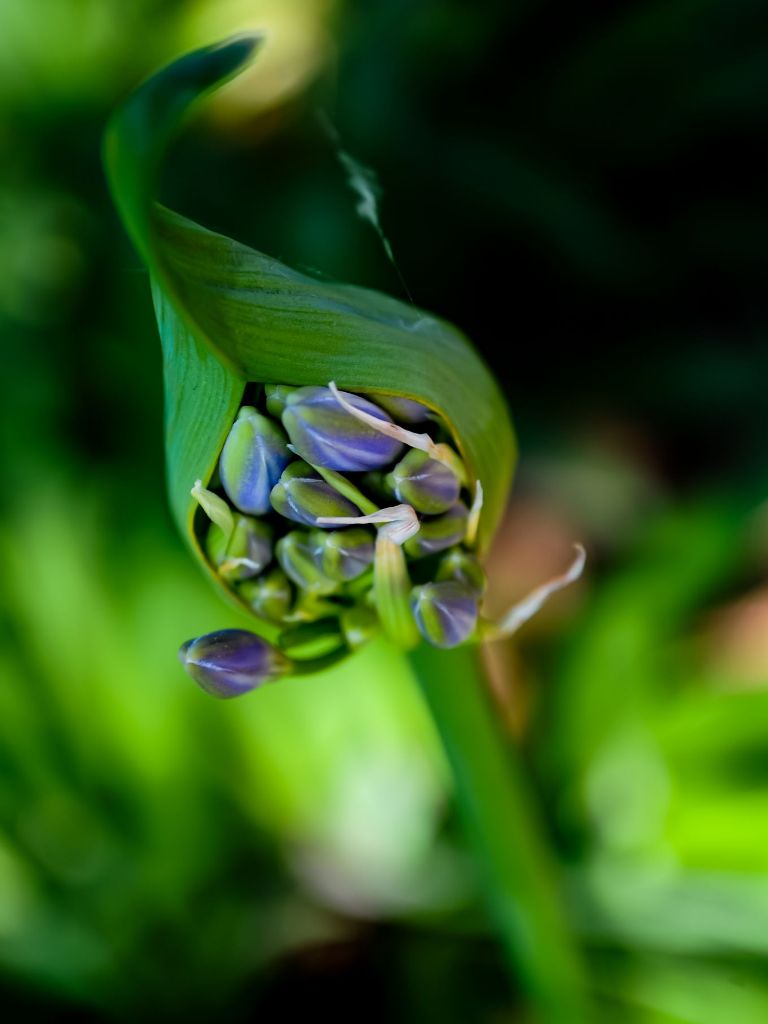 Lilly of the Nile