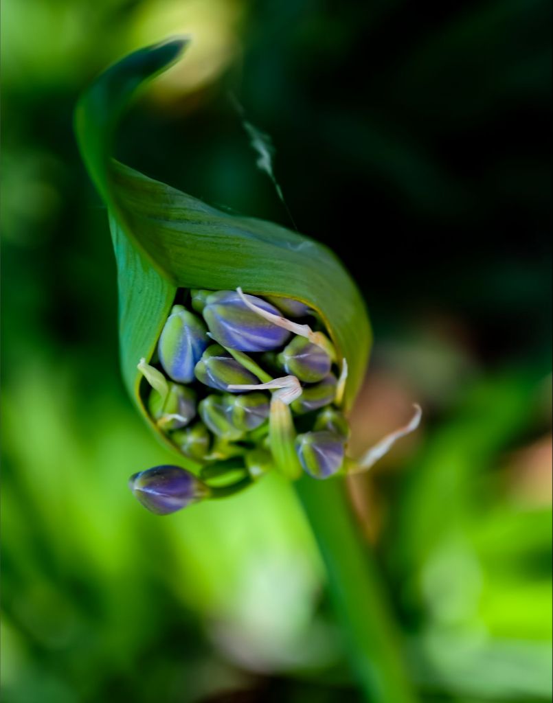 Lilly of the Nile